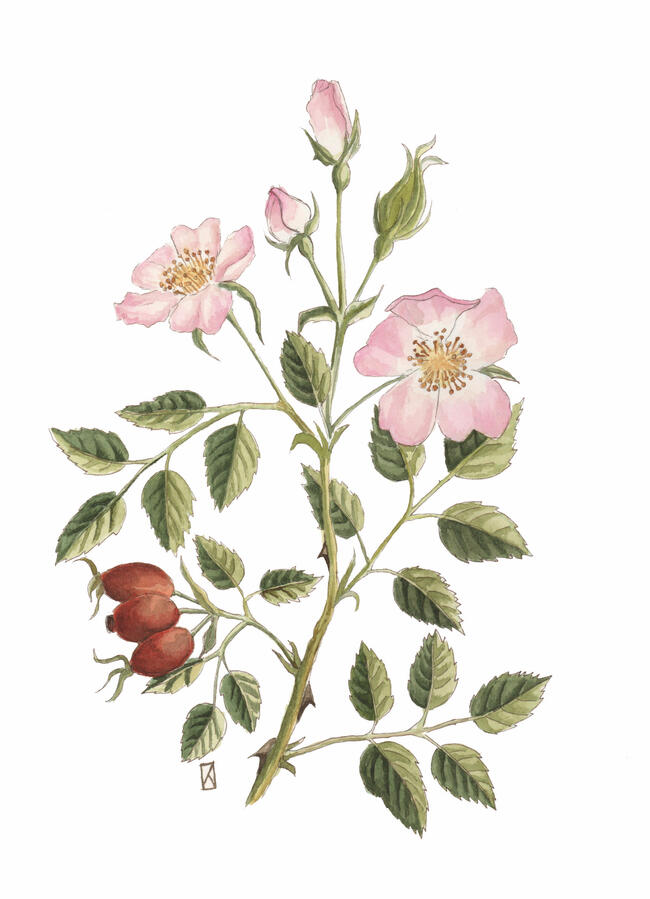Rosa Rosa